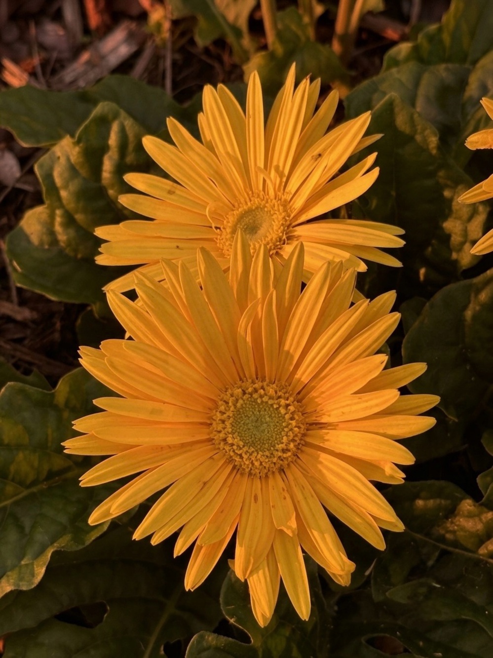 Sunlit Yellow Gerbera Wall Art Photograph